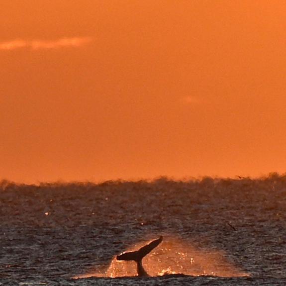 Nauset Beach Inn ออร์ลีนส์ ภายนอก รูปภาพ